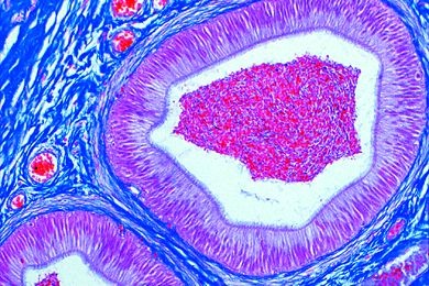 Mikropräparat - Mehrstufiges Zylinderepithel, Nebenhoden des Kaninchens quer