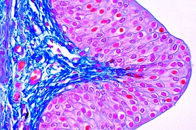 Mikropräparat - Übergangsepithel, Harnblase vom Schaf, quer