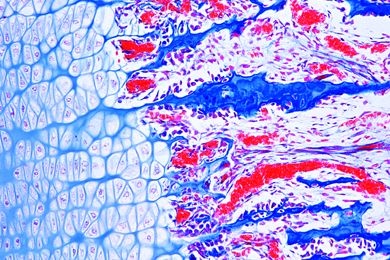 Mikropräparat - Knochenentwicklung, foetaler Finger längs. Knorpelig präformierter Knochen