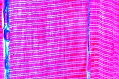 Mikropräparat - Quergestreifte Muskeln vom Säugetier, längs