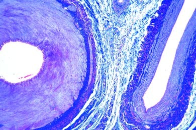 Mikropräparat - Arterie und Vene (klein) vom Meerschweinchen, quer