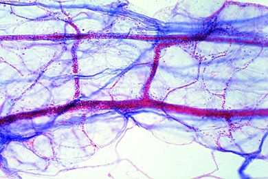Mikropräparat - Blutkapillaren im Mesenterium des Kaninchens. Totalpräparat
