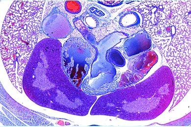 Mikropräparat - Herz der Maus, quer