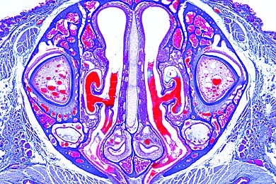Mikropräparat - Nasenregion von Maus oder Ratte, quer