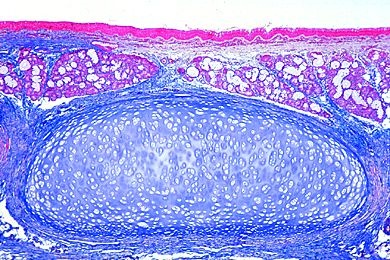 Mikropräparat - Luftröhre, Kaninchen oder Katze, längs