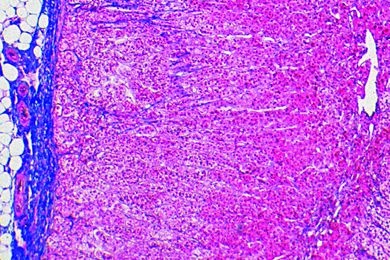 Mikropräparat - Nebenniere der Katze, quer