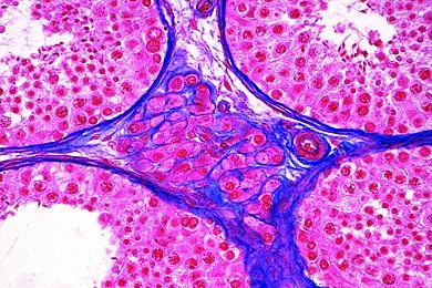 Mikropräparat - Leydigsche Zwischenzellen im Hodengewebe der Maus, quer