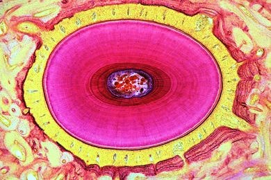 Mikropräparat - Zahn vom Mensch, Wurzel quer