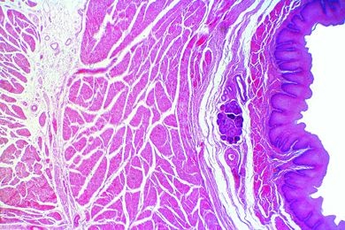 Mikropräparat - Speiseröhre, Kaninchen oder Katze, längs