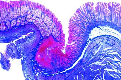 Mikropräparat - Magen der Katze, Pylorusregion, quer