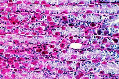 Mikropräparat - Magen der Katze, Fundusdrüsen quer. Darstellung der Zelltypen nach Zimmermann