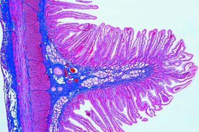 Mikropräparat - Zwölffingerdarm (Duodenum) vom Schwein, quer. Brunnersche Drüsen