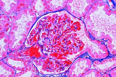 Mikropräparat - Niere des Hundes, quer