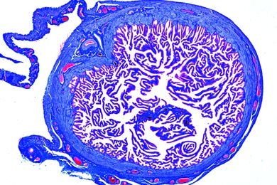 Mikropräparat - Eileiter der Katze, quer
