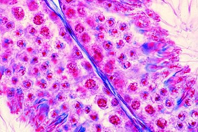 Mikropräparat - Hoden vom Kaninchen, quer. Spermatogenese