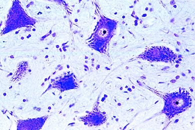 Mikropräparat - Rückenmark der Katze, quer, Färbung der Nissl-Körperchen