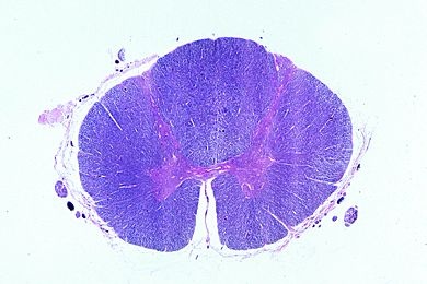 Mikropräparat - Rückenmark vom Menschen, Thoracalregion quer