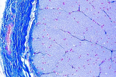 Mikropräparat - Sehnerv (Nervus opticus) vom Rind, quer