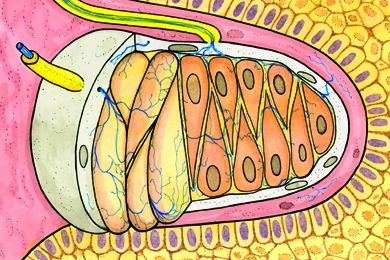 Mikropräparat - Meissnersche Tastkörperchen, Schnitt