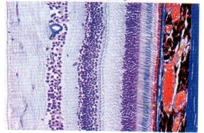 Mikropräparat - Netzhaut vom Schwein, quer