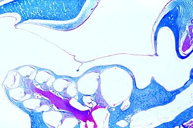 Mikropräparat - Ohr der Ratte längs, Mittel- und Innenohr, Gehörgang und Trommelfell, längs