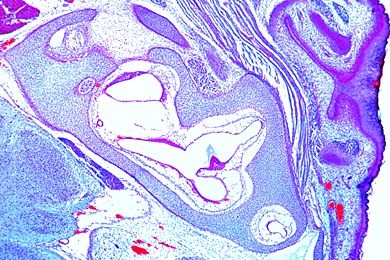 Mikropräparat - Crista ampullaris vom Meerschweinchen, Schnitt