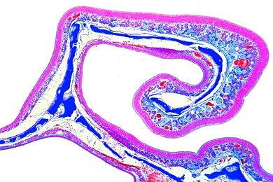 Mikropräparat - Riechepithel der Nasenschleimhaut vom Hund, quer