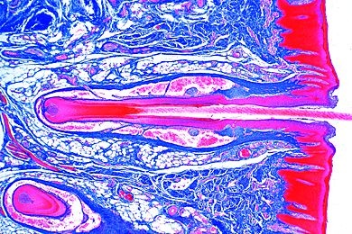 Mikropräparat - Tasthaare mit Blutsinus von der Ratte, längs