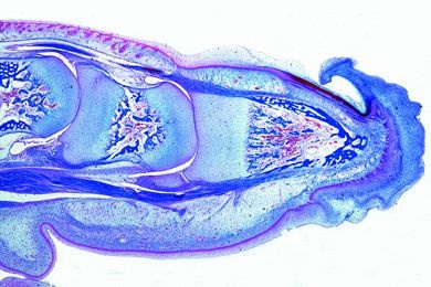 Mikropräparat - Huf vom Rinderembryo mit Hufentwicklung, sagittal längs