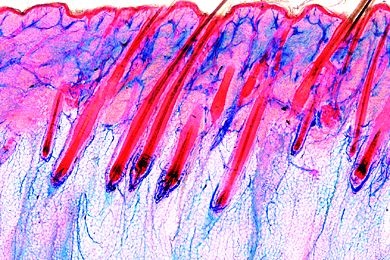 Mikropräparat - Haut vom Hund, quer. Injiziert zur Darstellung der Blutgefäße