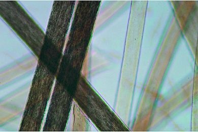 Mikropräparat - Haare vom Menschen, total