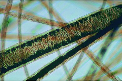 Mikropräparat - Haare vom Kamel, total