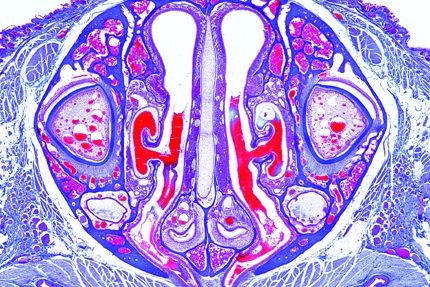 Mikropräparat - Junge Maus, Kopf vor Augenregion, quer. Zahnanlagen, Sinushaare, Nasenregion