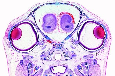 Mikropräparat - Junge Maus, Kopf mit Augen, quer