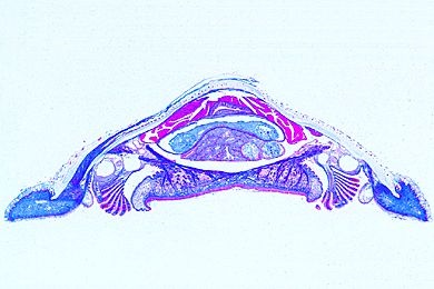 Mikropräparat - Chiton, Käferschnecke, Körpermitte quer Mikropräparat - Chiton, Käferschnecke, Körpermitte quer