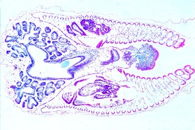 Mikropräparat - Mya arenaria, Muschel, Körpermitte von kleinem Tier, quer Mikropräparat - Mya arenaria, Muschel, Körpermitte von kleinem Tier, quer