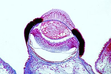 Mikropräparat - Pecten, Pilgermuschel, Mantelrand mit Linsenaugen, längs