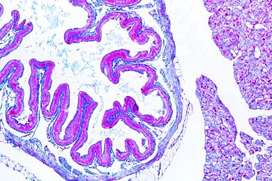 Mikropräparat - Helix pomatia, Magen mit Drüsen, quer