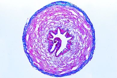 Mikropräparat - Helix pomatia, Flagellum quer