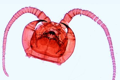 Mikropräparat - Lithobius, Steinläufer, Kopf, quer