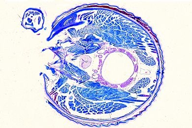 Mikropräparat - Julus, Tausendfüßler, Region der Körpermitte, quer