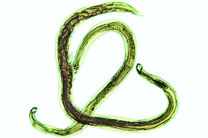 Mikropräparat - Ancylostoma duodenale, Männchen und Weibchen in einem Präparat, total *