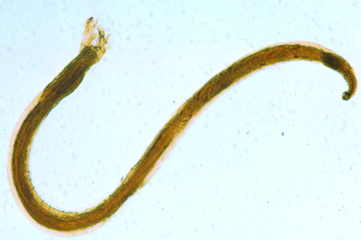 Mikropräparat - Necator americanus, amerikanischer Hakenwurm, Männchen total*