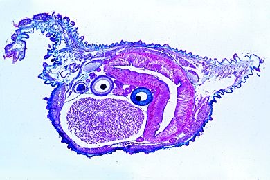 Mikropräparat - Peripatus, vordere Körperhälfte mit Bein, quer * Mikropräparat - Peripatus, vordere Körperhälfte mit Bein, quer *