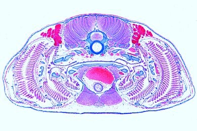 Mikropräparat - Scyllium, Region der Kiemen, quer