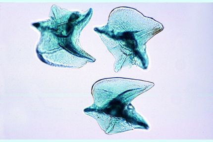 Mikropräparat - Scyllium, Haut mit Placoidschuppen, total