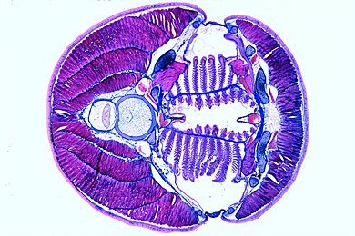 Mikropräparat - Petromyzon, Kiemenregion quer