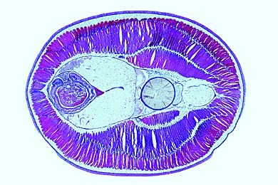 Mikropräparat - Petromyzon, Abdominalregion quer