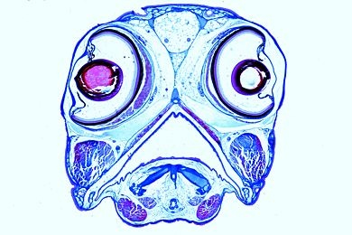 Mikropräparat - Süßwasserfisch, Kopf und Augen quer