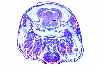 Mikropräparat - Süßwasserfisch, Kiemenregion quer
